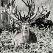 Neuigkeiten aus Pommern, Mai 2016, Geweih Hirsch