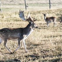 Pommernhirsche, Damwild Damhirsch