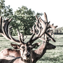 Pommernhirsche, junge Rothirsche Rothirsche