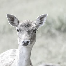 Pommernhirsche, Zucht, Reh Reh