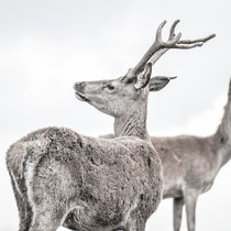 Pommernhirsche, Hirschzucht, Rehe Zucht