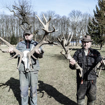 Pommernhirsche, Zucht, Trophäen Geweihe