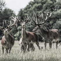 Pommernhirsche, Rotwild Rotwild