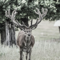 Rotwild, 5. Kopf Rotwild, 5. Kopf