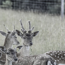 Pommernhirsche Damwild, Spießer Damwild Spießer