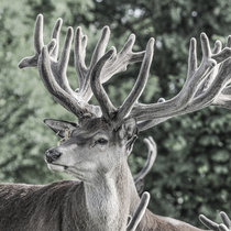 Pommernhirsche, Rotwild, 6. Kopf Rotwild, 6. Kopf