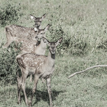 Pommernhirsche, Rotwild, Kälber Rotwild, Kälber