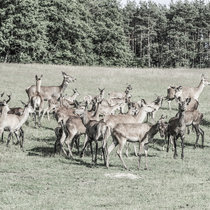 Pommernhirsche, Zucht, Rudel Rudel