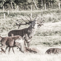 Pommernhirsche, Brunfthirsch mit Tieren Zucht