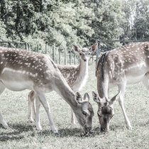 Pommernhirsche, Zucht, Tiere mit Kalb Tiere mit Kalb