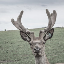 Pommernhirsche, Rotwild, Spießer Rotwild Spießer