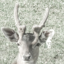 Pommernhirsche, Damwild, Spießer Pommernhirsche Damwild