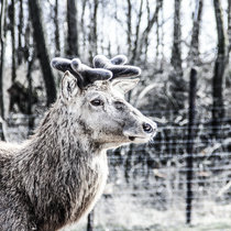 Junger Hirsch schiebt Geweih Schieber