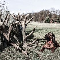 Abwurfstangen April 2016 Abwurfstangen April 2016