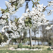 Neuigkeiten aus Pommern Mai 2016, Frühling Neuigkeiten aus Pommern Mai 2016, Frühling