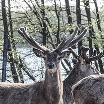 Neuigkeiten aus Pommern, Mai 2016, Geweih Neuigkeiten aus Pommern, Mai 2016, Geweih