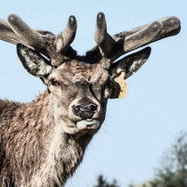 Neuigkeiten aus Pommern, Mai 2016, Geweih 2 Neuigkeiten aus Pommern, Mai 2016, Geweih 2