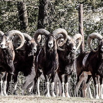 Neuigkeiten aus Pommern, Mai 2016, Muffel Neuigkeiten aus Pommern, Mai 2016, Muffel