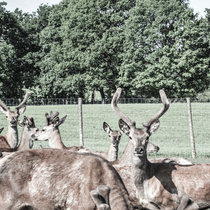 wer es drauf hat wer es drauf hat