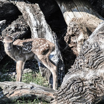 neugeboren neugeboren