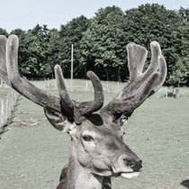 vielversprechende Spießer vielversprechende Spießer
