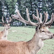 Hirsche Schieben Juli Hirsche Schieben Juli