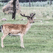 Damhirsch Juli Damhirsch Juli