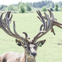Zuchthirsch zu verkaufen Zuchthirsch zu verkaufen
