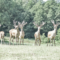Junge Hirsche vom zweiten Kopf Zweite Köpfe