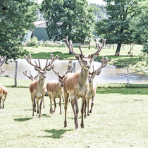 Letztes Jahr noch Spießer, jetzt stolze zweite Köpfe Zweite Köpfe