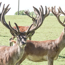 Unsere dritten und vierten Köpfe erfüllen unsere Erwartungen Dritte und vierte Köpfe