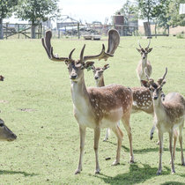 Junger Zuchthirsch erfüllt unsere Erwartungen Junger Zuchthirsch
