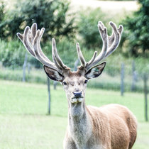 Zweiter Kopf Zweiter Kopf