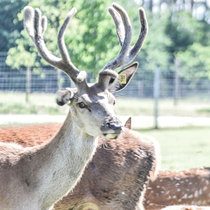 Hoffnungsvoller Spießer Hoffnungsvoller Spießer