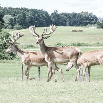 zweite Köpfe zweite Köpfe