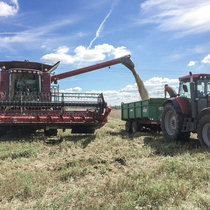 Ernte Pommernhirsche 2016 Ernte Pommernhirsche 2016