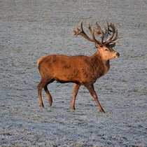 Winterhirsch Winterhirsch