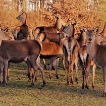 Ruhe im Rudel Ruhe im Rudel