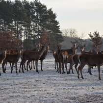 Das Rudel hält sich warm Das Rudel hält sich warm