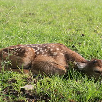 Setzzeit in Pommern Kalb