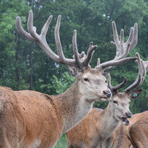 Pommernhirsche Sommer 2017 Pommernhirsche Sommer 2017