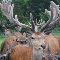 Pommernhirsche Sommer 2017 Pommernhirsche Sommer 2017