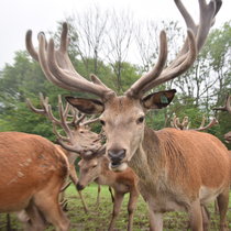 Pommernhirsche Sommer 2017 Pommernhirsche Sommer 2017