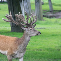 Unser Rotwild im August 2017 Rotwild August 2017