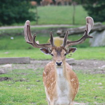 Unser Damwild im August 2017 Damwild August 2017