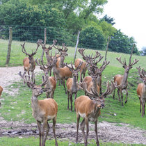 Unser Nachwuchs im August 2017 August 2017