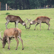 Pommernhirsche September 2017 Pommernhirsche September 2017