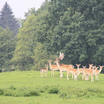 Pommernhirsche September 2017 Pommernhirsche September 2017