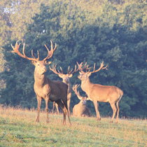 Pommernhirsche Rotwild im Oktober 2017 Pommernhirsche Rotwild im Oktober 2017