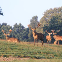 Pommernhirsche Rotwild im Oktober 2017 Pommernhirsche Rotwild im Oktober 2017